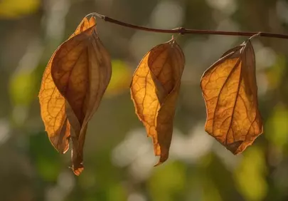 Golden Autumn: Dried Leaves Hanging on a Twig