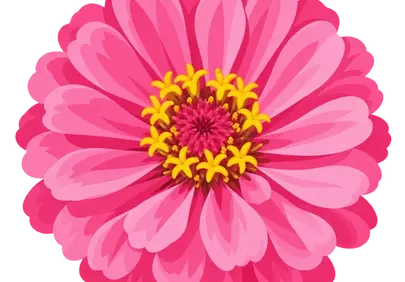 Vibrant Pink Zinnia: Summer Garden's Blooming Beauty