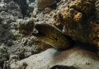 Encountering the Enigmatic Moray Eel in its Coral Reef Lair