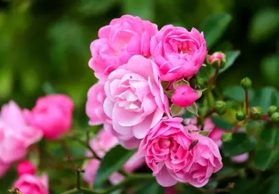 Vibrant Pink Roses: A Garden's Blooming Charm
