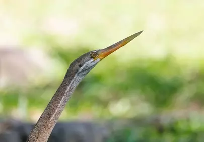 Exotic Asian Darter: Nature's Avian Masterpiece