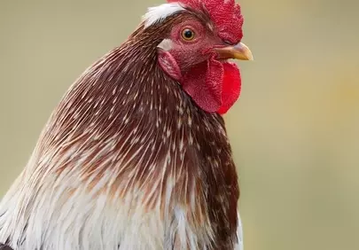 Majestic Rooster: A Portrait of Rural Beauty