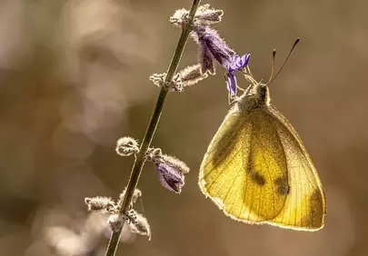 Golden Hour Butterfly: Delicate Beauty on Lavender Bloom