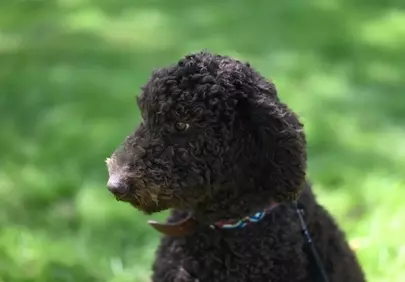 Charming Standard Poodle: A Loyal Companion Outdoors