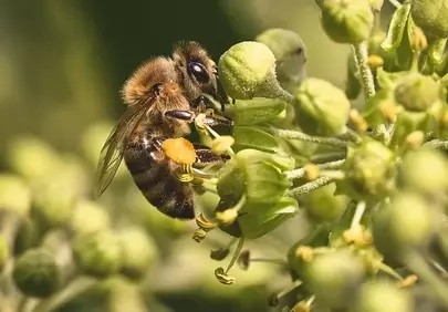 Vibrant Macro: Honey Bee Pollinating Green Flowers