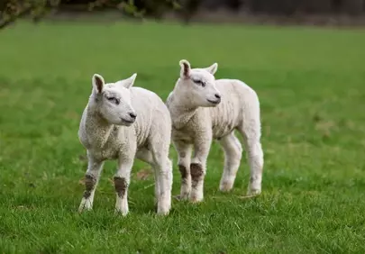 Charming Spring Lambs: Delightful Duo in a Green Field