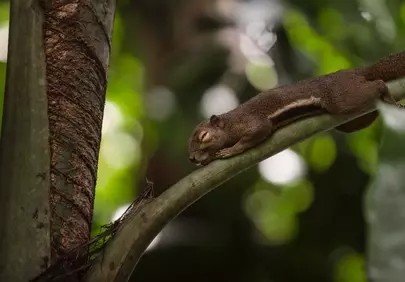 Tranquil Forest Slumber: Adorable Sleeping Squirrel Wallpaper