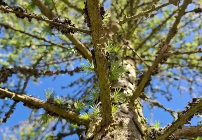 Vibrant Larch Tree: Upward Gaze to Spring Sky