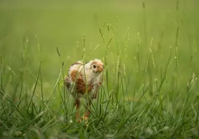 Charming Chick's Spring Stroll in Verdant Meadow