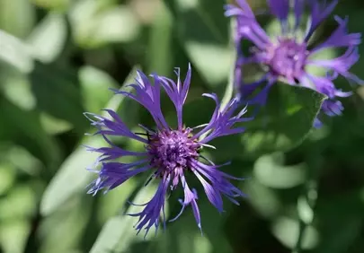 Vibrant Purple Knapweed Bloom in Spring Sunlight