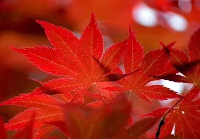Vibrant Red Maple Leaves: A Stunning Autumn Tapestry