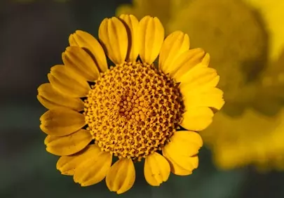 Vibrant Yellow Bloom: A Stunning Close-up of Nature's Radiance