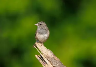 Charming Wild Bird: A Close-Up of Nature's Serenity