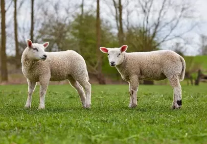 Adorable Twin Lambs Explore Lush Spring Meadow