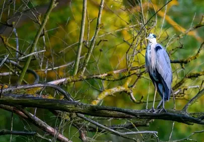 Majestic Heron Perched Amidst Autumn's Embrace