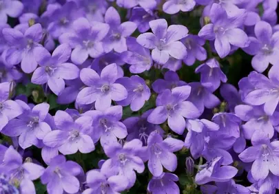 Vibrant Bellflower Carpet: A Symphony of Lavender Blooms