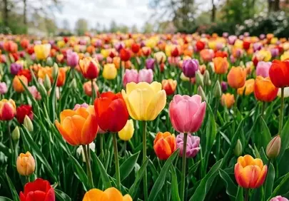 Vibrant Tulip Fields: A Kaleidoscope of Spring Colors