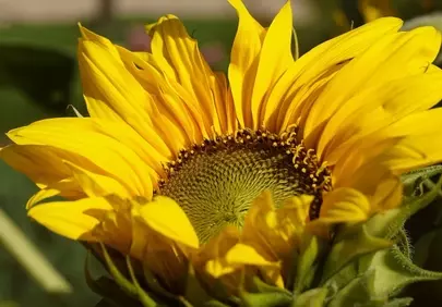 Vibrant Sunflower Close-up: Nature's Golden Embrace