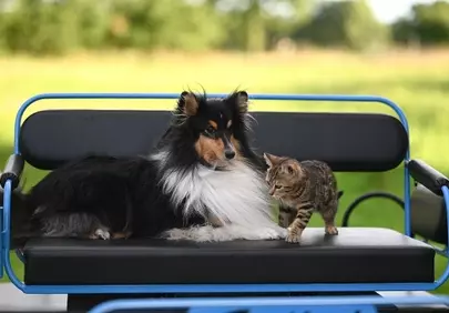 Unlikely Duo: Shetland Sheepdog Stuart & Tabby Kitten Mila's Sweet Moment