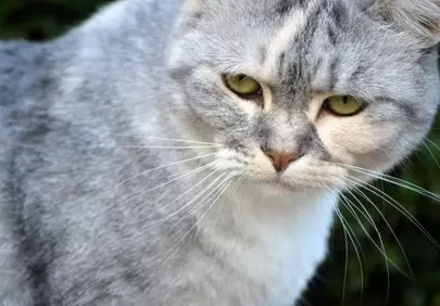 Captivating Gaze: Close-up of a Striking Grey Tabby Cat