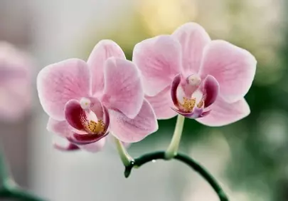 Stunning Pink Orchid Bloom: A Delicate Floral Close-Up