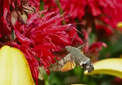 Vibrant Hummingbird Hawk-Moth Pollinating Zinnia