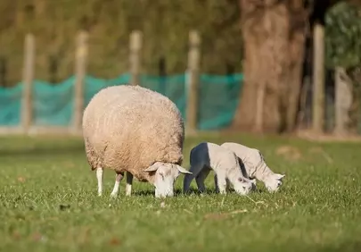Charming Spring: Ewe and Lambs Grazing Peacefully