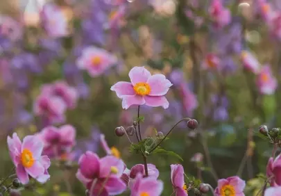 Vibrant Pink Anemones Bloom in a Lush Summer Garden