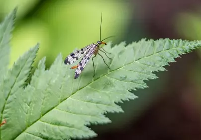 Stunning Macro: Scorpionfly Elegance on a Green Leaf