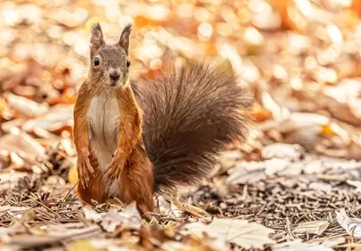 Charming Red Squirrel Amidst Golden Autumn Leaves