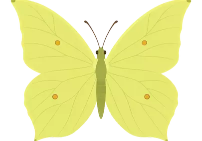 Vibrant Yellow Brimstone Butterfly Isolated on Black