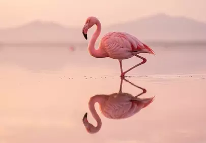 Stunning Pink Flamingo Reflecting in Sunset Waters
