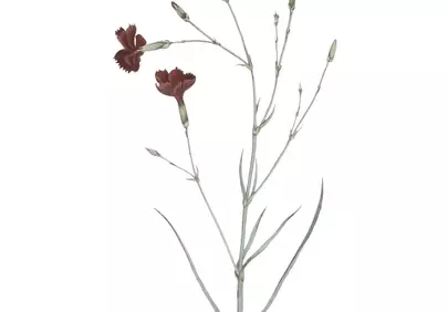 Delicate Red Carnation Botanical Art Print
