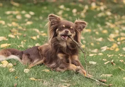 Joyful Long-Haired Chihuahua Playing with Stick in Autumn Grass