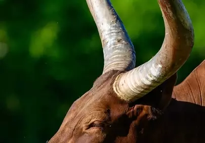 Majestic Horned Cow: Serene Pasture Portrait