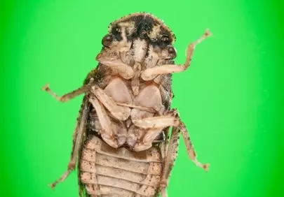 Stunning Macro: Ledra Auditura Leafhopper Underbelly on Vivid Green