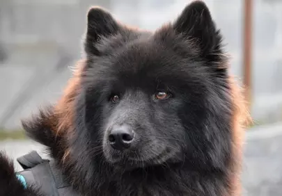 Majestic Black Eurasier: A Glimpse of Canine Nobility