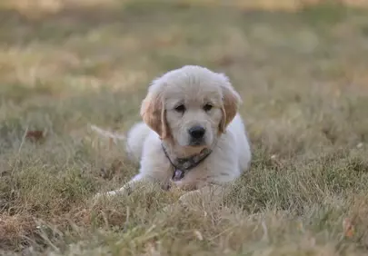Adorable Golden Retriever Puppy Resting in Nature's Embrace