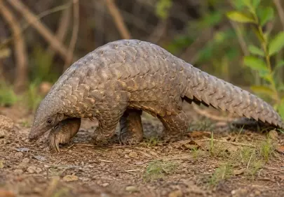 Rare Scales: Intimate Portrait of an Endangered Pangolin
