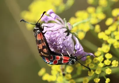 Vibrant Macro: Mating Moths on Wildflower Bloom