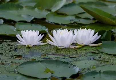 Serene White Water Lilies Gracing a Tranquil Pond