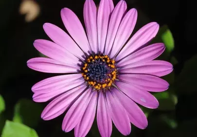 Vibrant Purple Daisy: Macro Beauty in Full Bloom