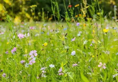 Vibrant Spring Meadow: A Symphony of Wildflowers