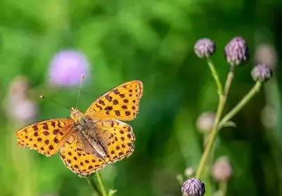Vibrant Pearl Moth: A Nature's Jewel Close-Up