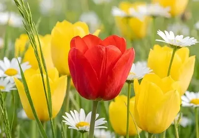 Vibrant Spring Meadow: Red Tulip Amidst Yellow and White Blossoms
