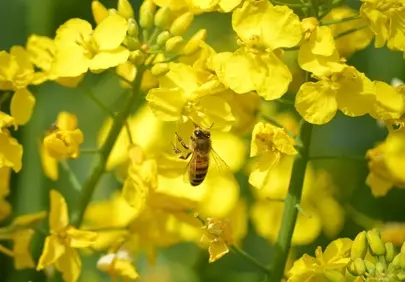 Vibrant Yellow Rapeseed Blossoms and Busy Honeybee