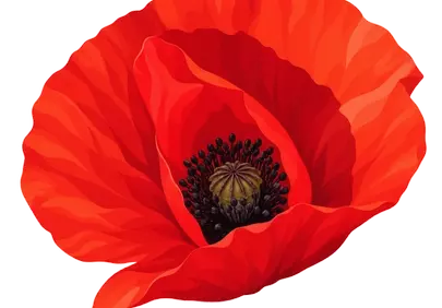 Vibrant Red Poppy: A Symbol of Remembrance and Nature's Beauty
