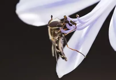 Enchanting Macro: Hoverfly Delicately Nectaring on White Lily
