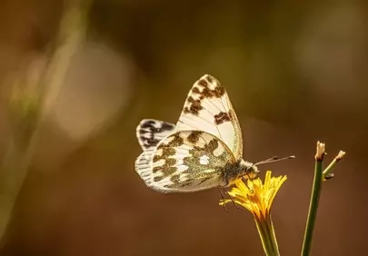 Stunning White-winged Butterfly on Yellow Wildflower