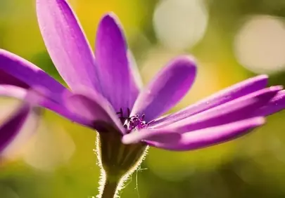 Vibrant Purple Bloom: A Macro Symphony of Spring
